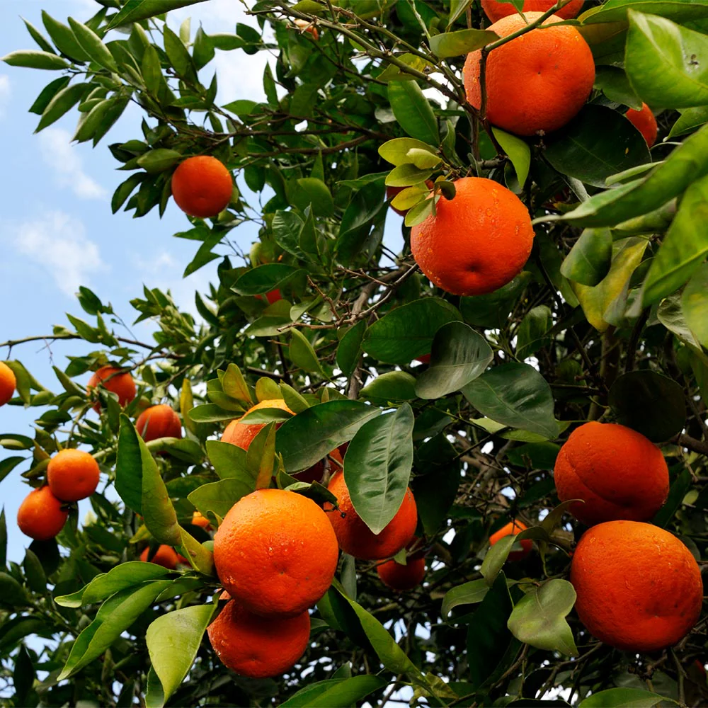 Tangelo Tree - Image 5