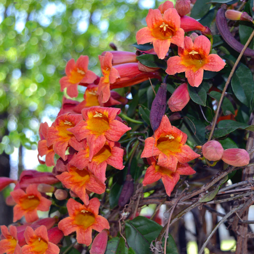 Tangerine Beauty Crossvine Arizona - Image 2