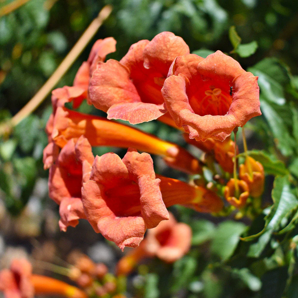 Tangerine Beauty Crossvine Arizona - Image 3