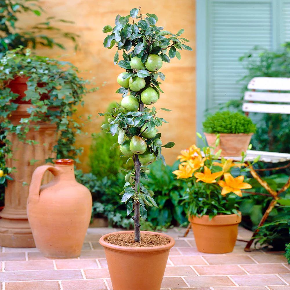 Fruit Snacks® Tangy Green™ Columnar Apple Tree - Image 2