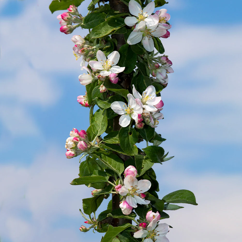Fruit Snacks® Tangy Green™ Columnar Apple Tree - Image 3