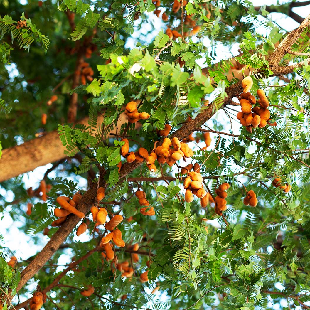 Tart Tamarind Tree - Image 2