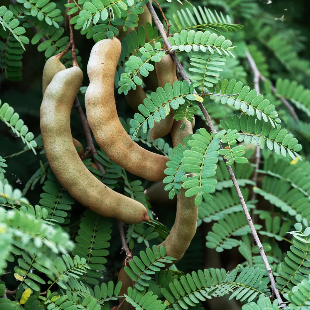 Tart Tamarind Tree - Image 3