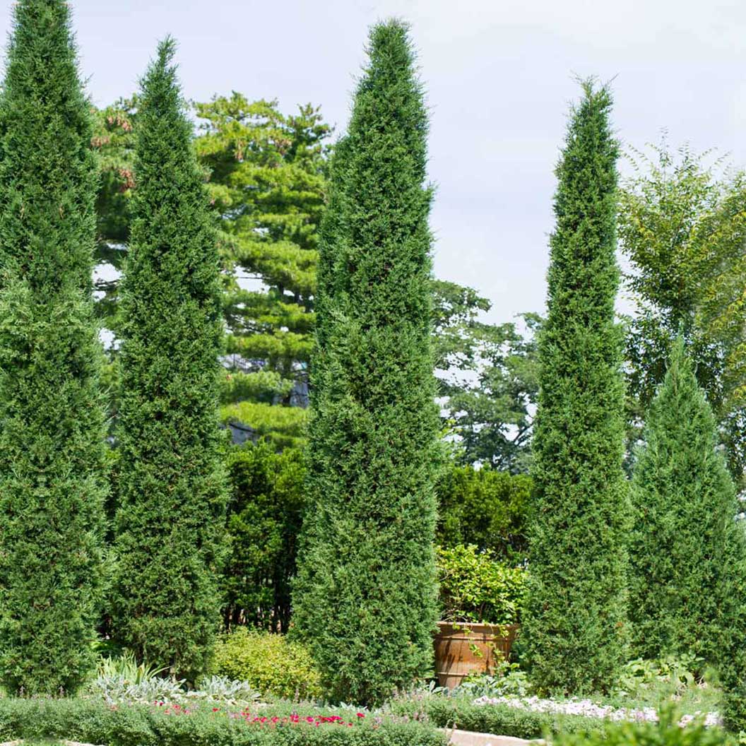 Taylor Juniper Tree - Image 2