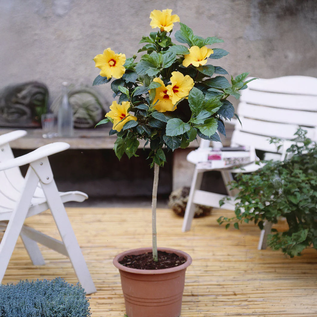 Tequila Yellow Tropical Hibiscus Tree - Image 2