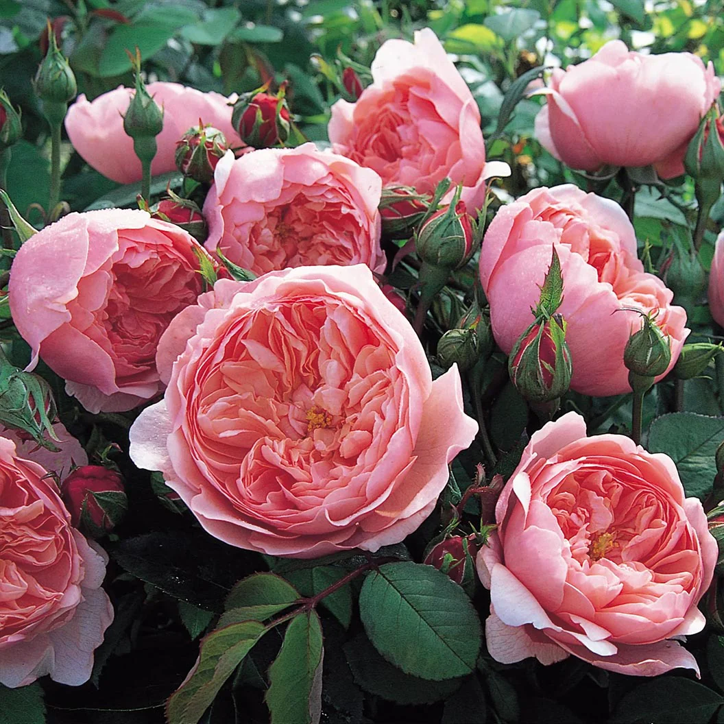 David AustinĀ® The Alnwick RoseĀ® Rose Shrub - Image 2