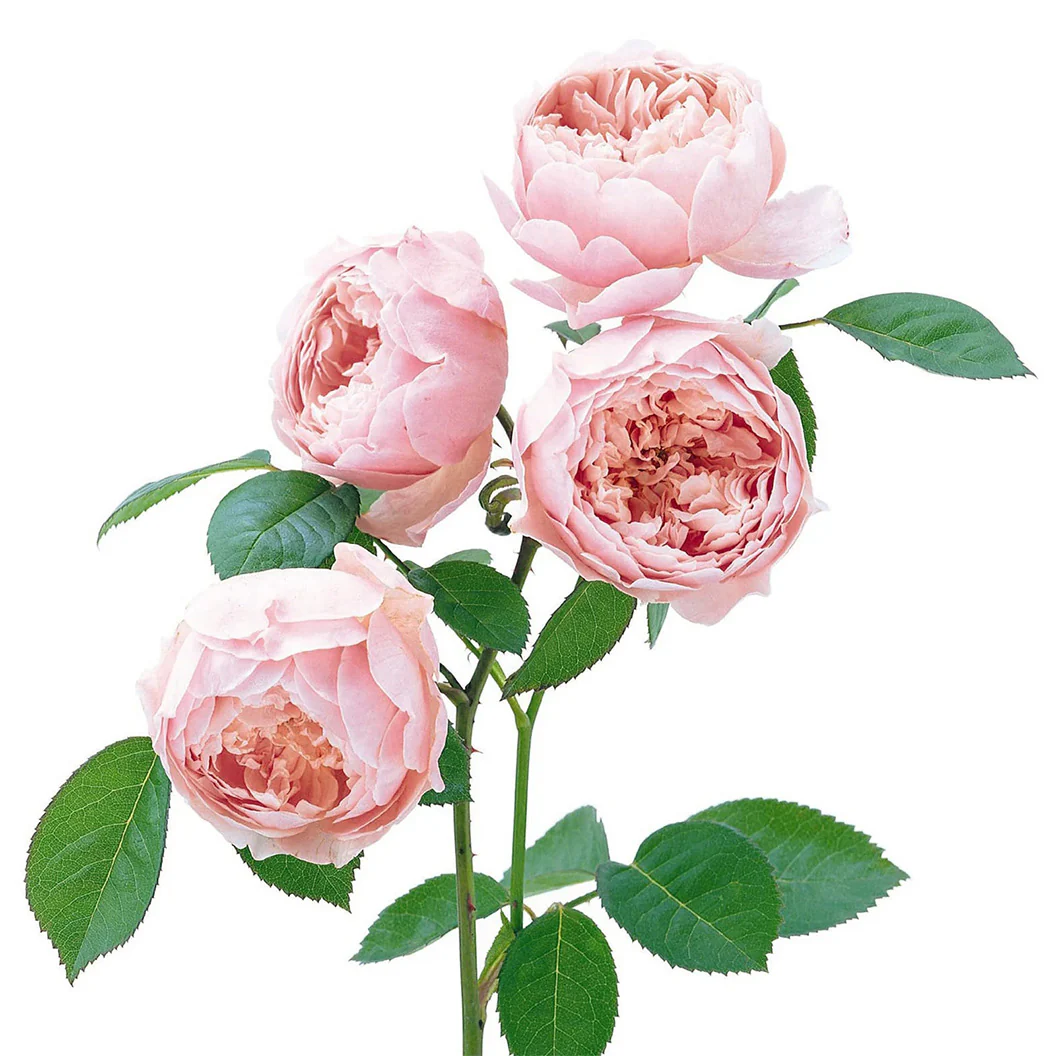 David AustinĀ® The Alnwick RoseĀ® Rose Shrub - Image 3