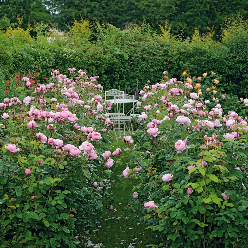David AustinĀ® The Alnwick RoseĀ® Rose Shrub - Image 4