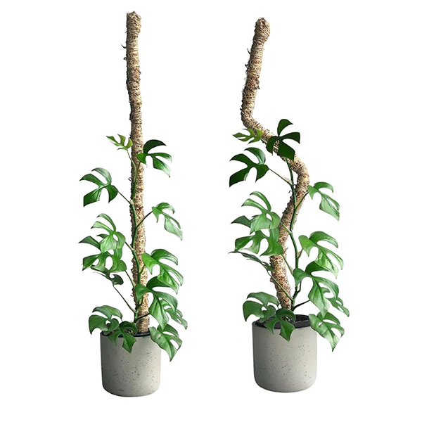Mossify The Original Bendable Moss Poleā¢