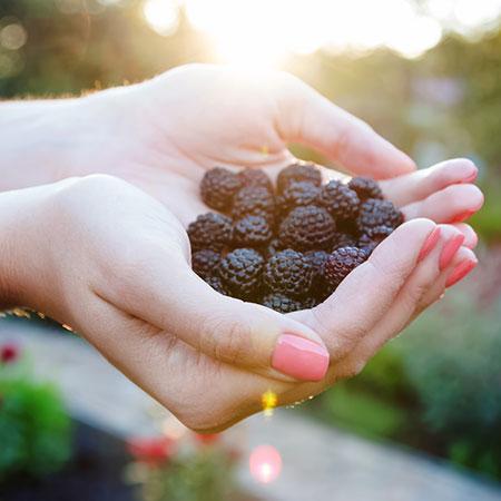 Thornless Blackberry Bush - USDA Organic - Image 2