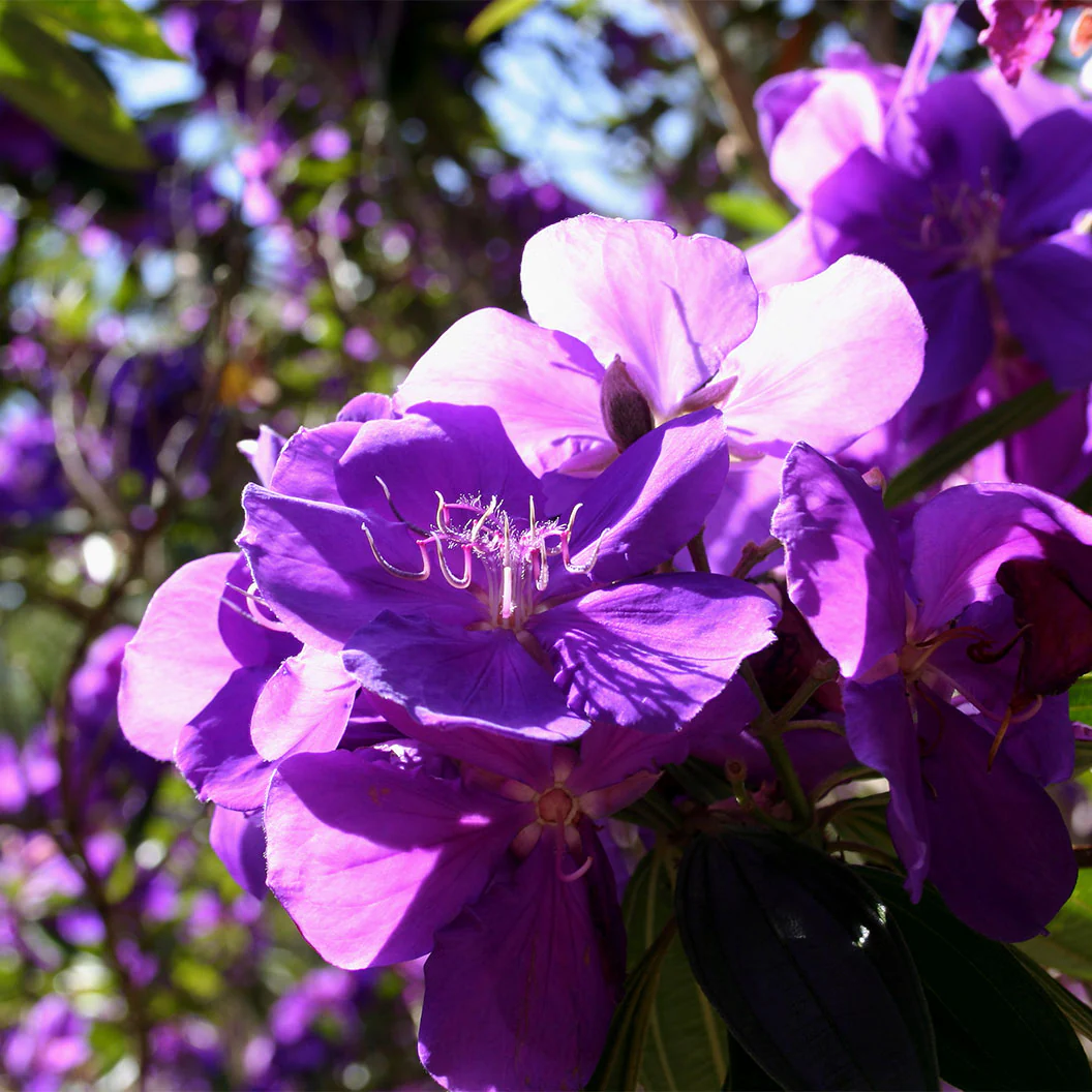 Tibouchina Princess Flower - Image 2
