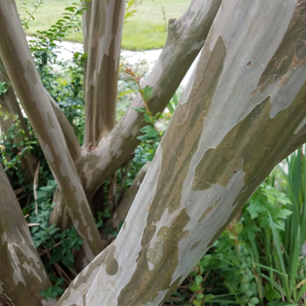 Tonto Crape Myrtle Tree - Image 5