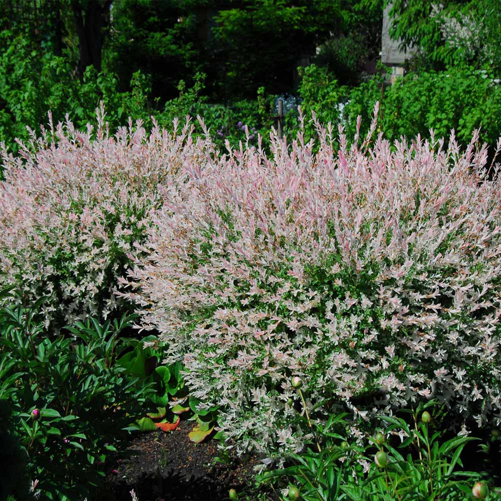 Tri-Color Dappled Willow Shrub - Image 3