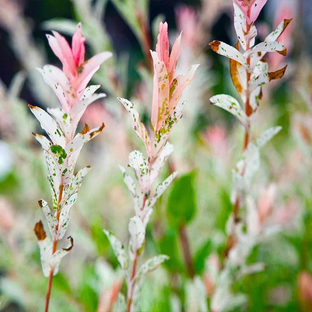 Tri-Color Dappled Willow Shrub - Image 5