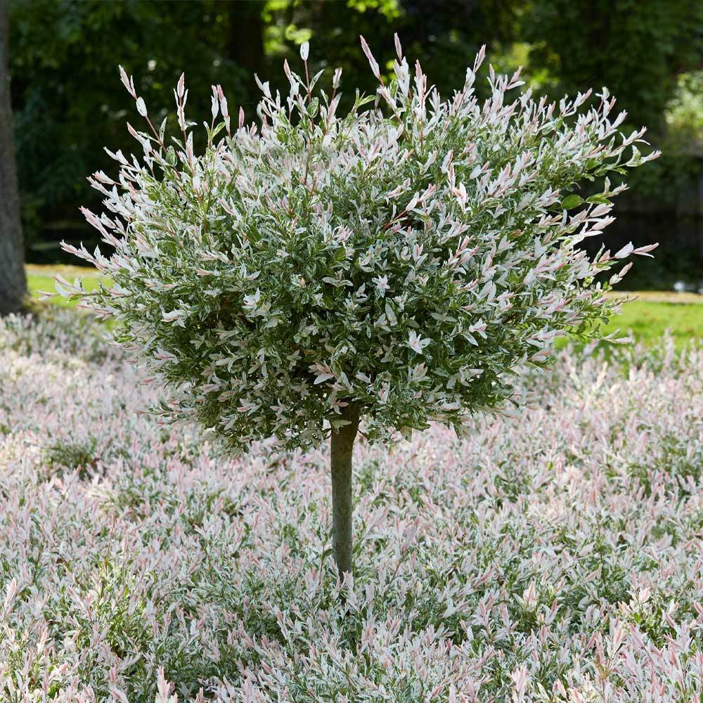 Tri-Color Dappled Willow Shrub - Image 6