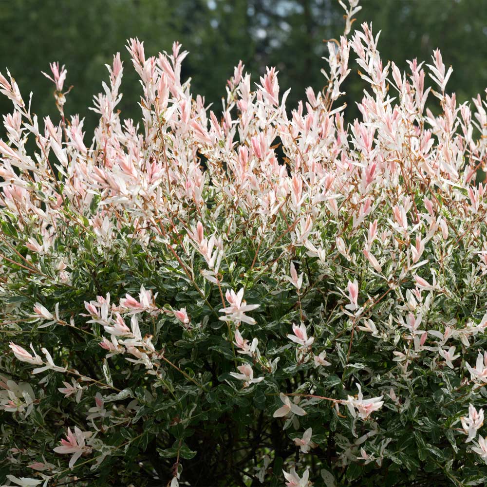 Tri-Color Willow Tree - Image 3