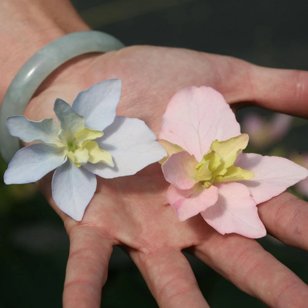 Tuff Stuff Ah-Ha® Hydrangea Shrub - Image 3