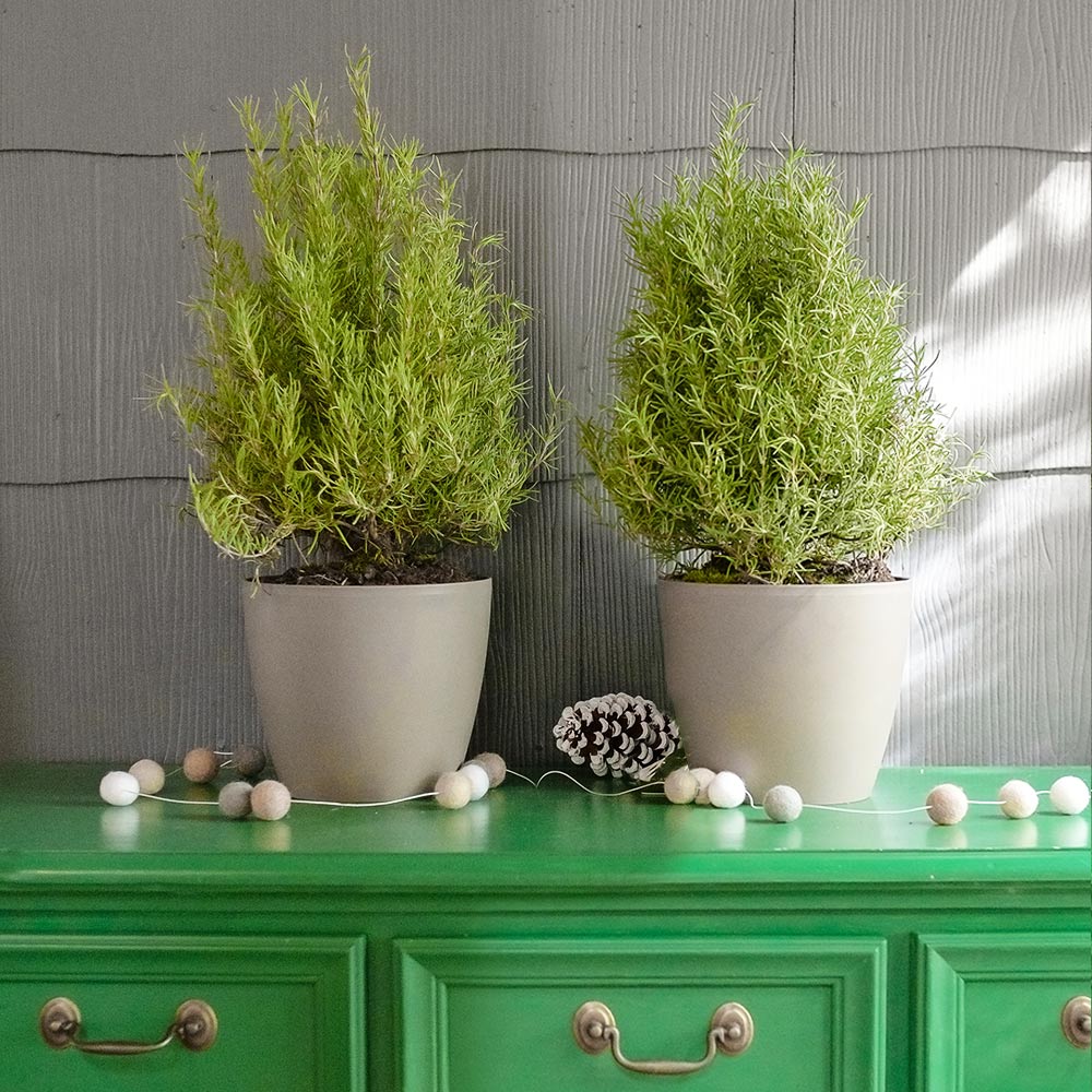 Tuscan Rosemary Plant - Image 2
