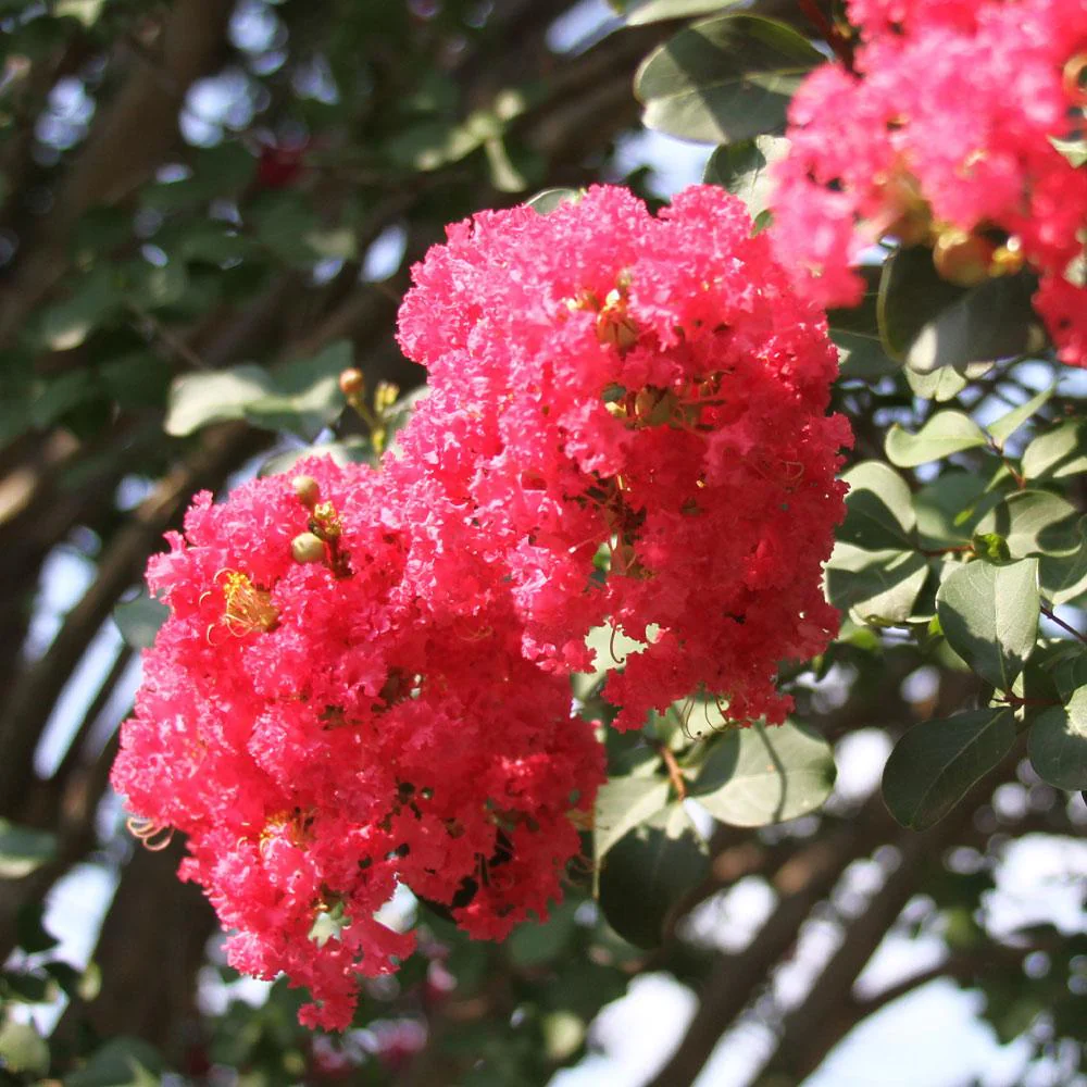 Tuscarora Crape Myrtle - Image 4