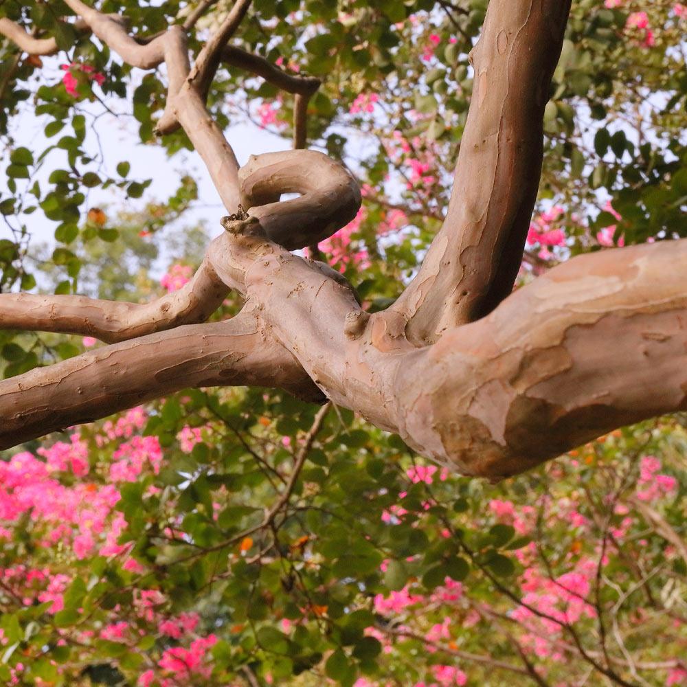 Tuscarora Crape Myrtle - Image 5