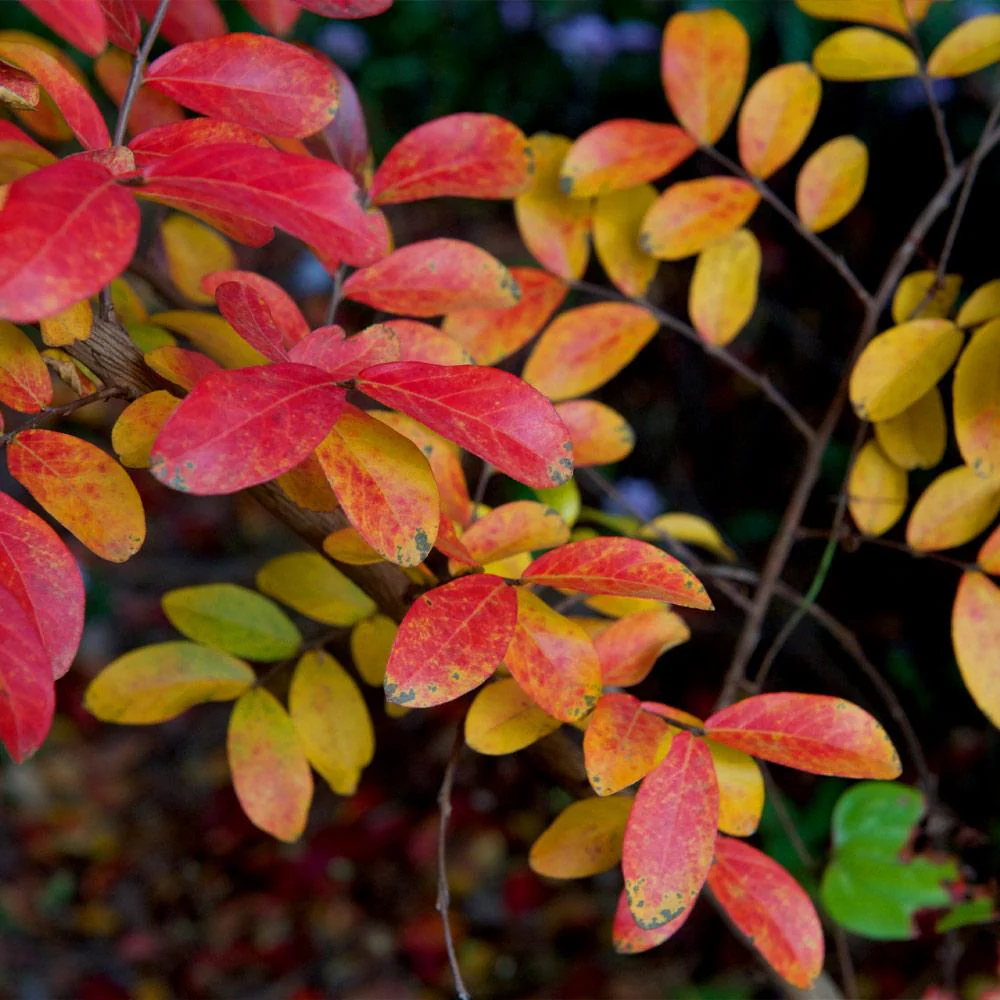 Tuscarora Crape Myrtle - Image 6