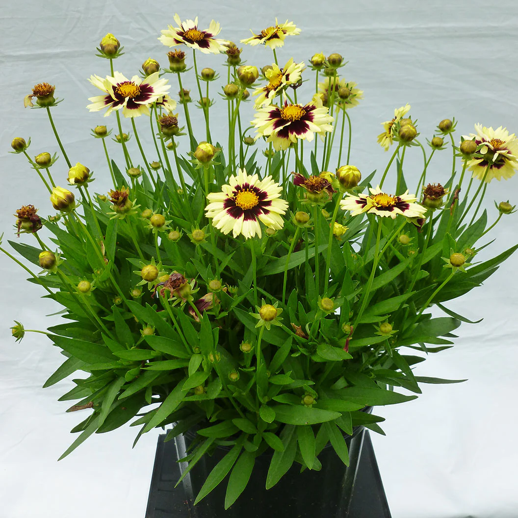 UpTick⢠Cream & Red Coreopsis Plant - Image 3