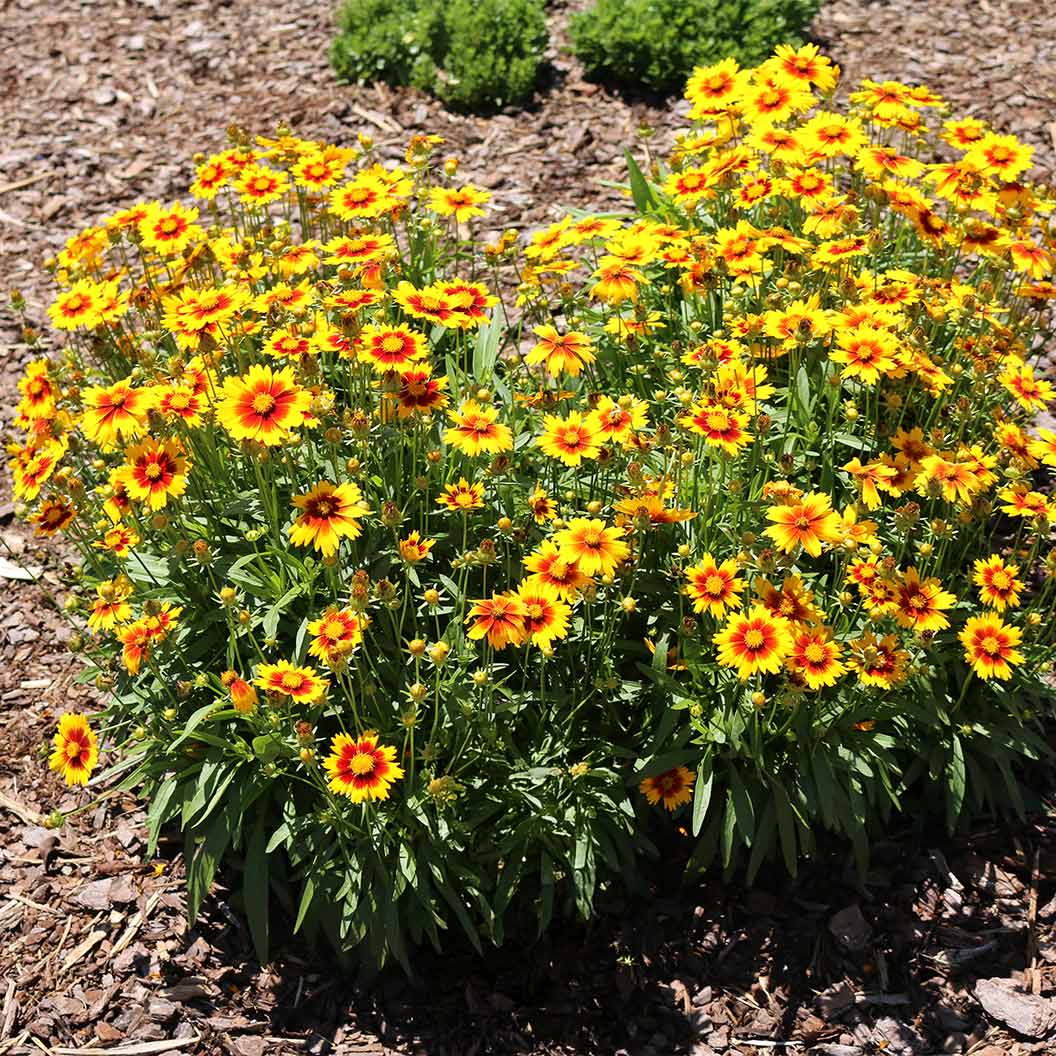 Better Versions® Uptick⢠Gold & Bronze Coreopsis Plant