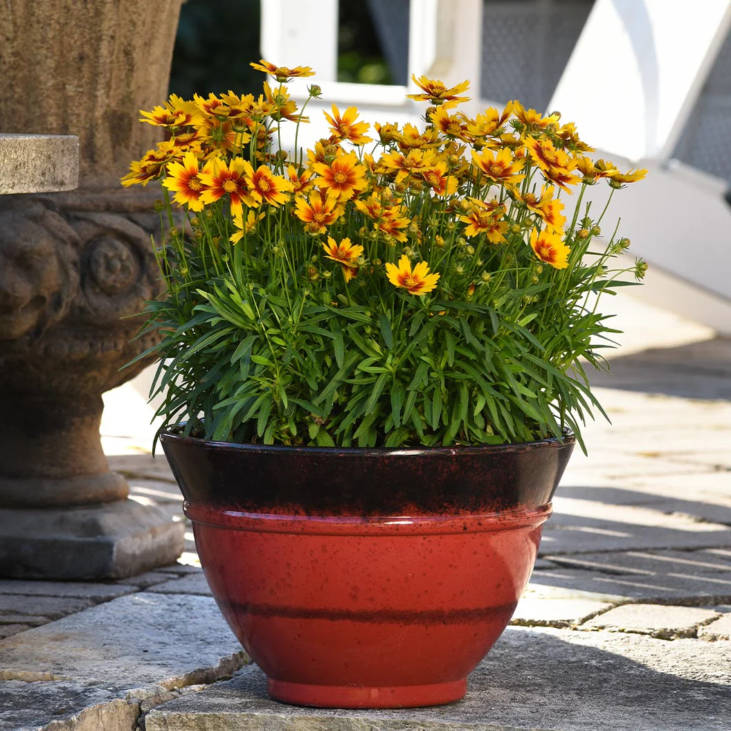 Better Versions® Uptick⢠Gold & Bronze Coreopsis Plant - Image 3