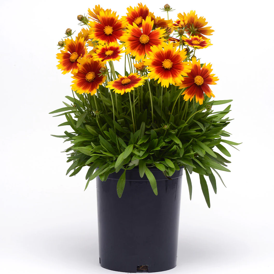Better Versions® Uptick⢠Gold & Bronze Coreopsis Plant - Image 4