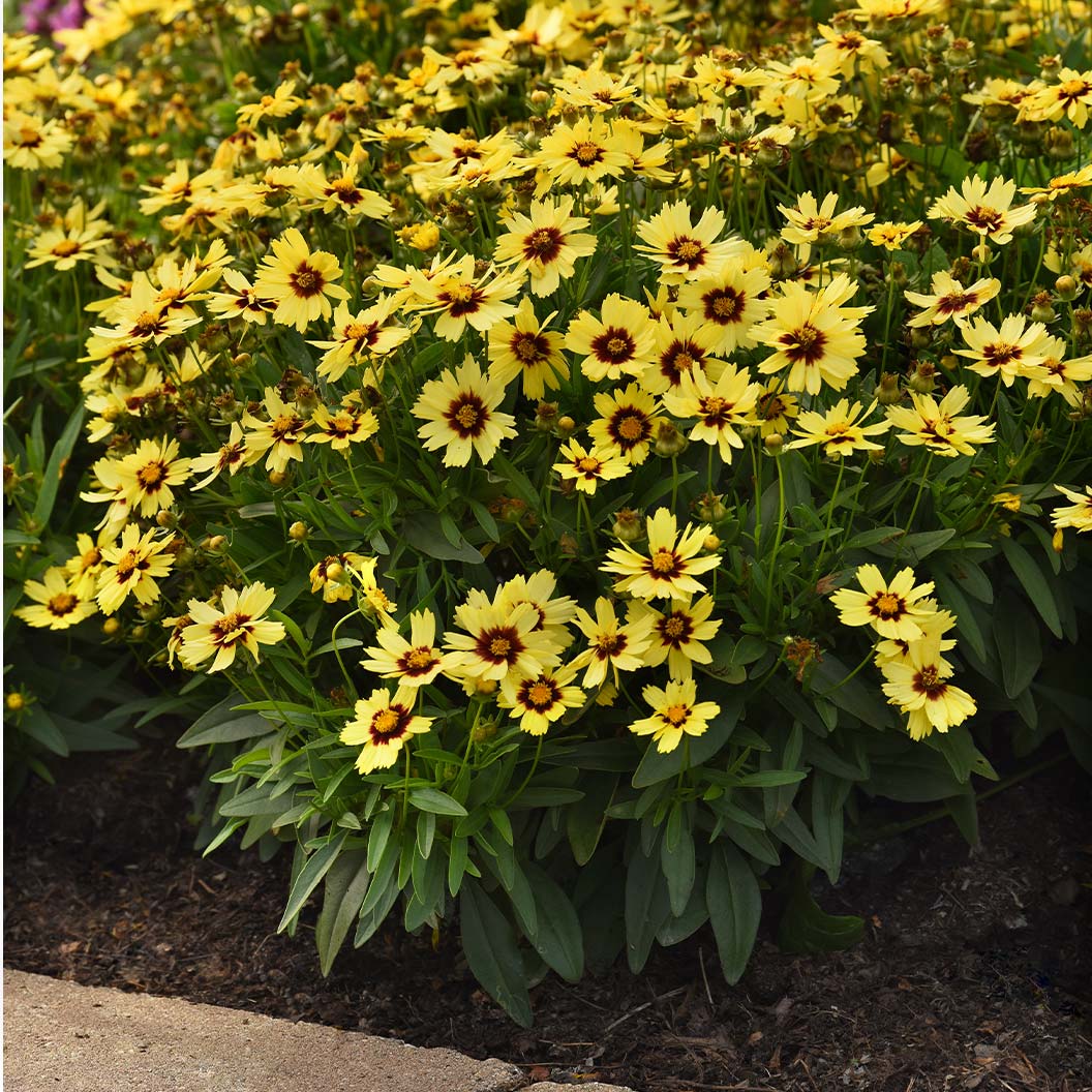 UpTick⢠Yellow & Red Coreopsis Plant - Image 2