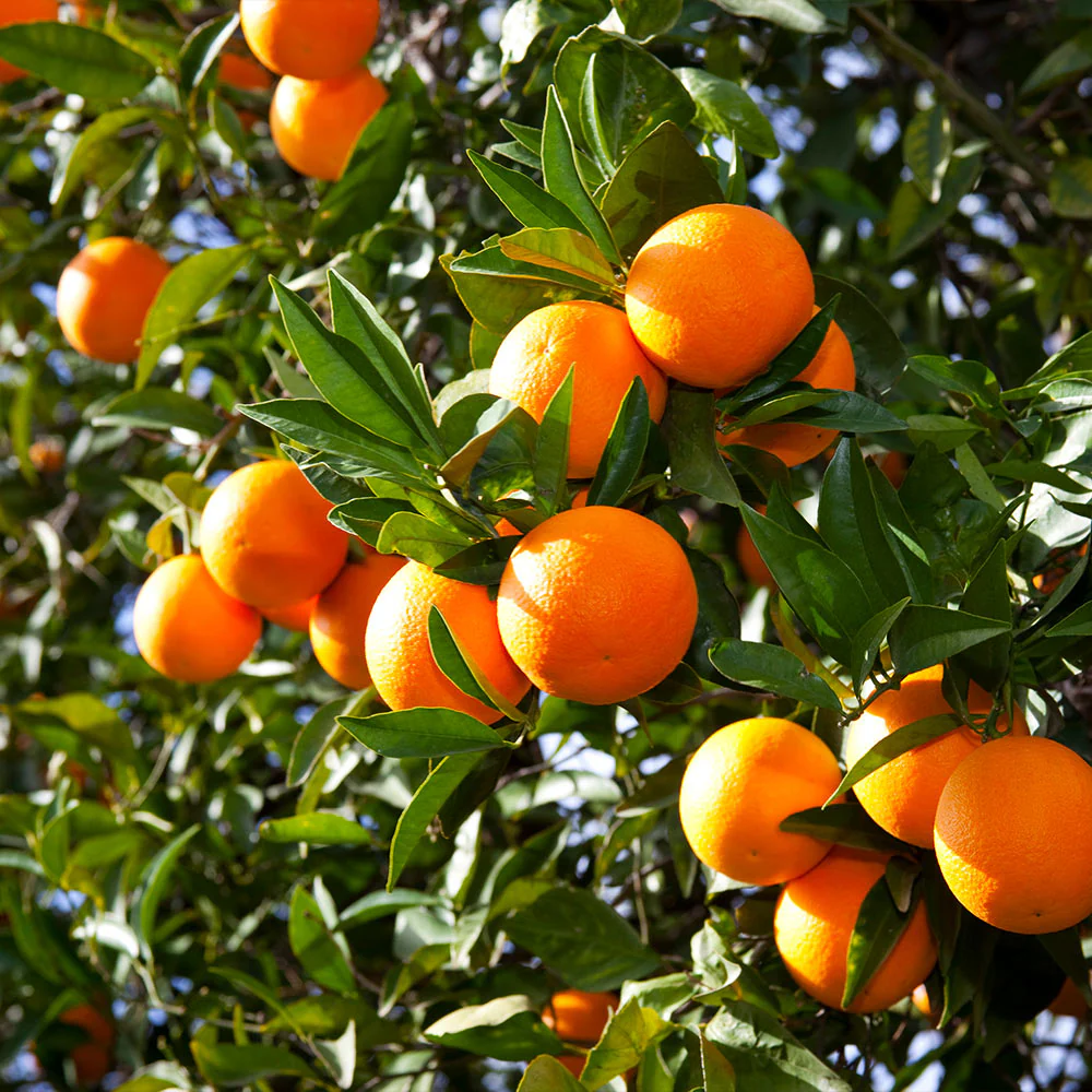 Valencia Orange Bush - Image 3