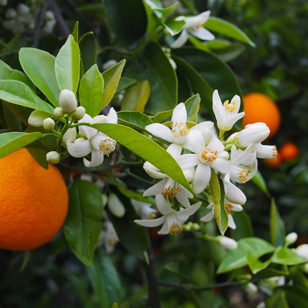 Valencia Orange Bush - Image 4