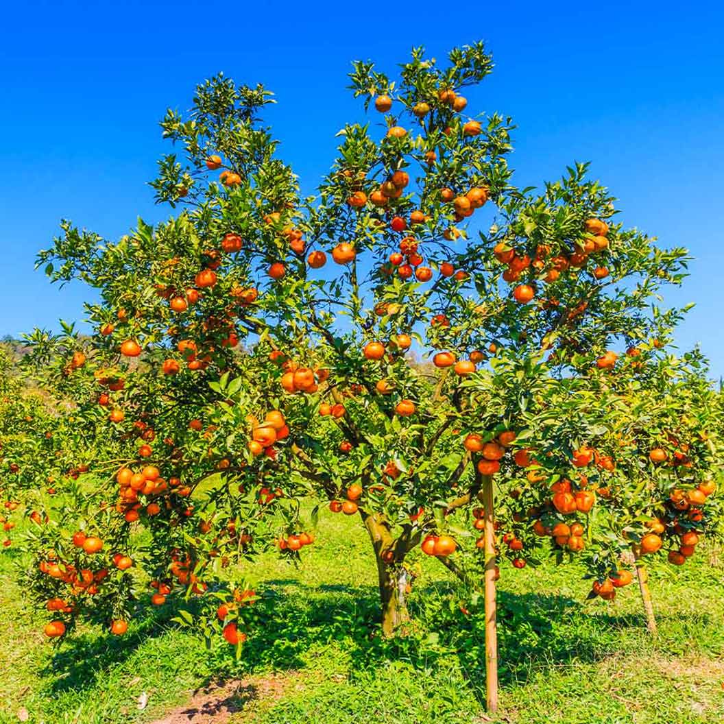 Valencia Orange Tree - Image 2