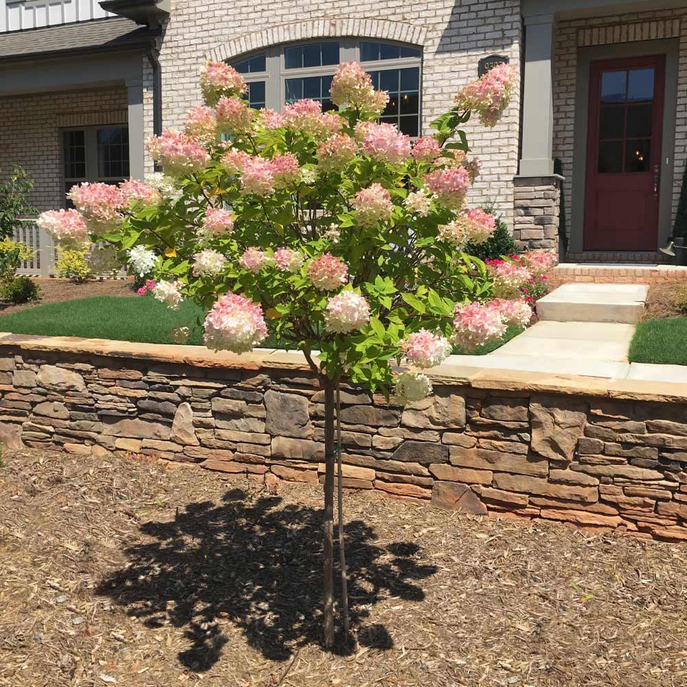Vanilla Strawberry Hydrangea Tree - Image 2