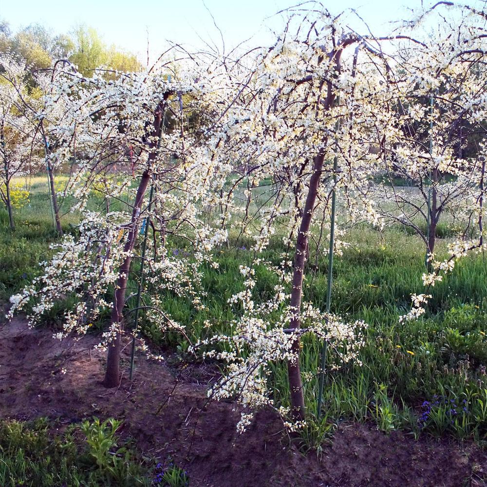 Vanilla Twist Redbud Tree - Image 3