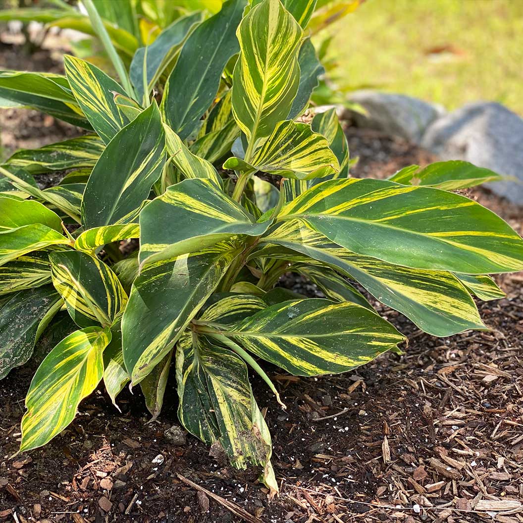Variegated Shell Ginger Plant - Image 2