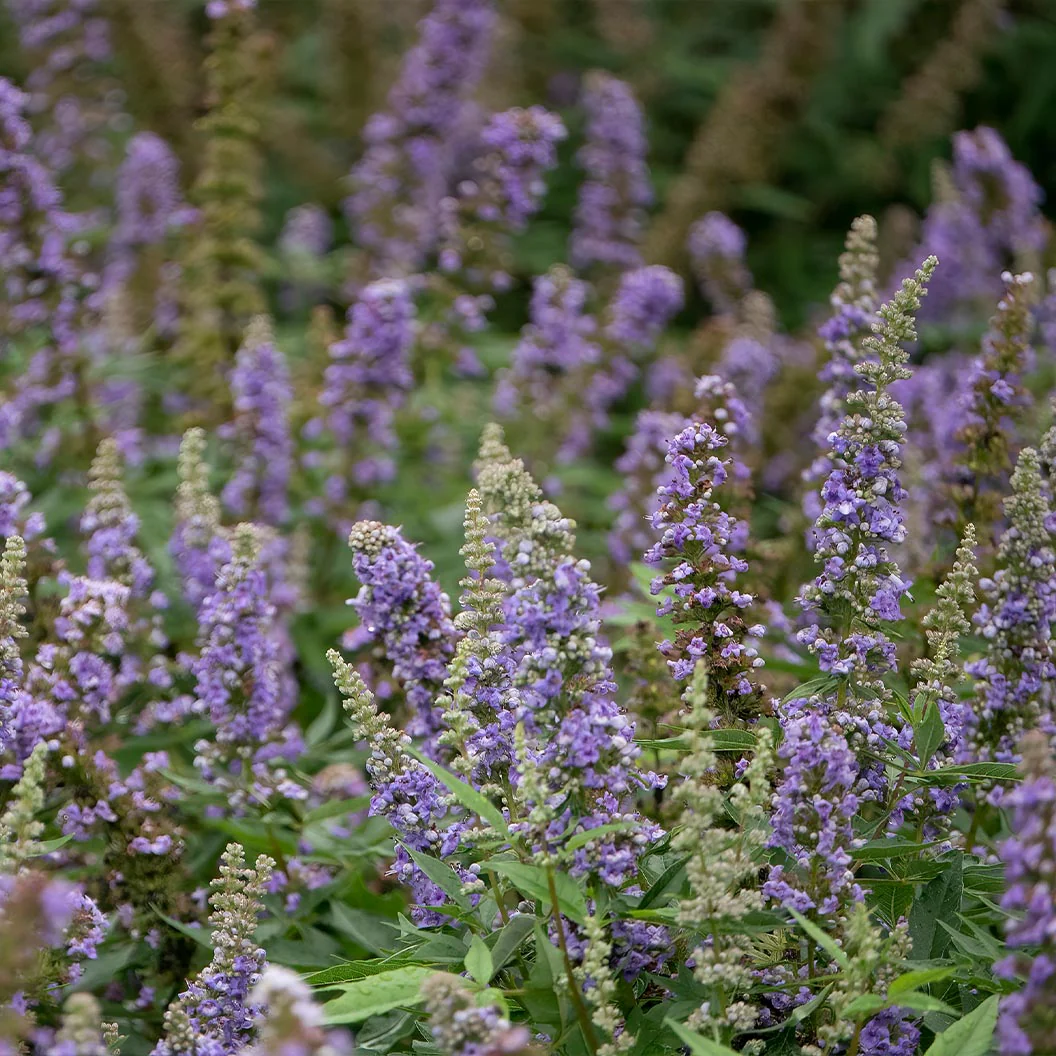 Violet Mist® Vitex Chaste Tree - Image 2