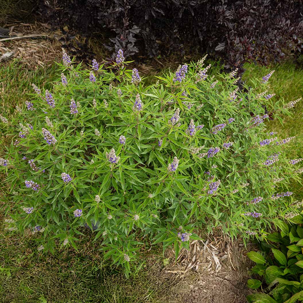 Violet Mist® Vitex Chaste Tree - Image 3