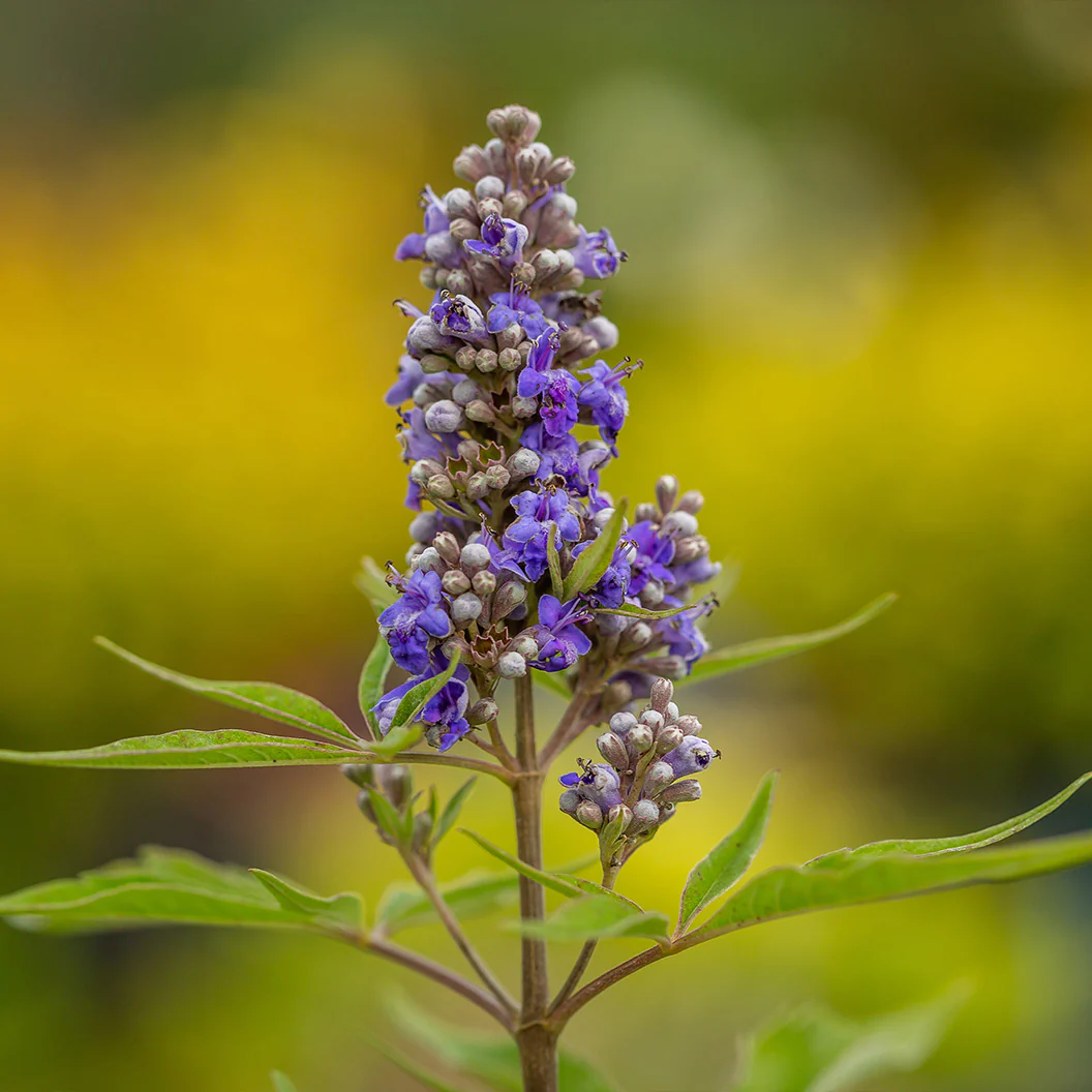 Violet Mist® Vitex Chaste Tree - Image 4