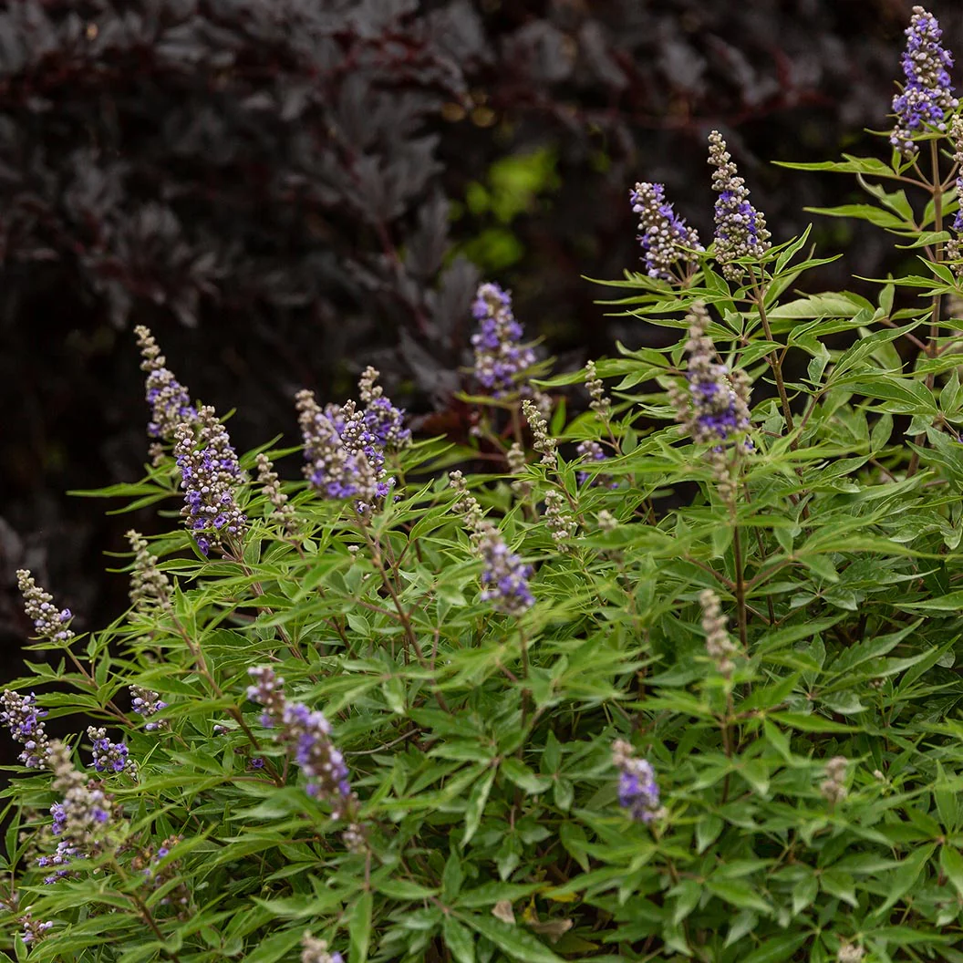 Violet Mist® Vitex Chaste Tree - Image 5