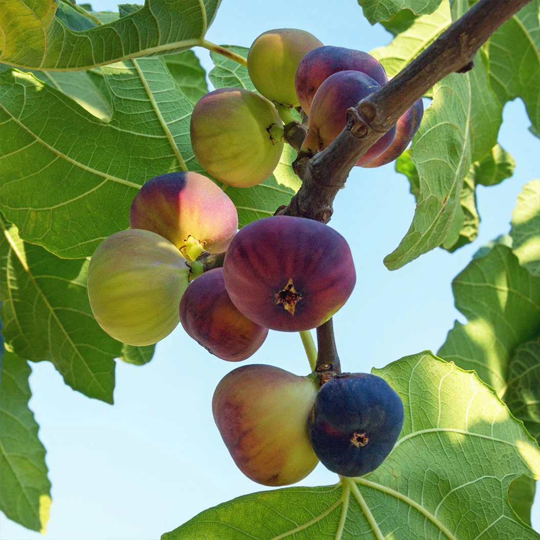 Violette de Bordeaux Fig Tree - USDA Organic - Image 2