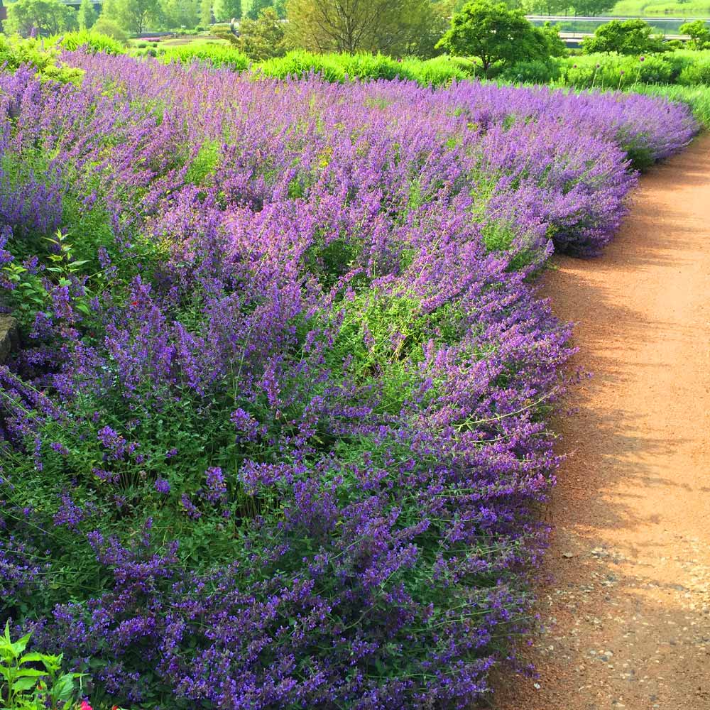Walker's Low Nepeta Catmint Plant - Image 2