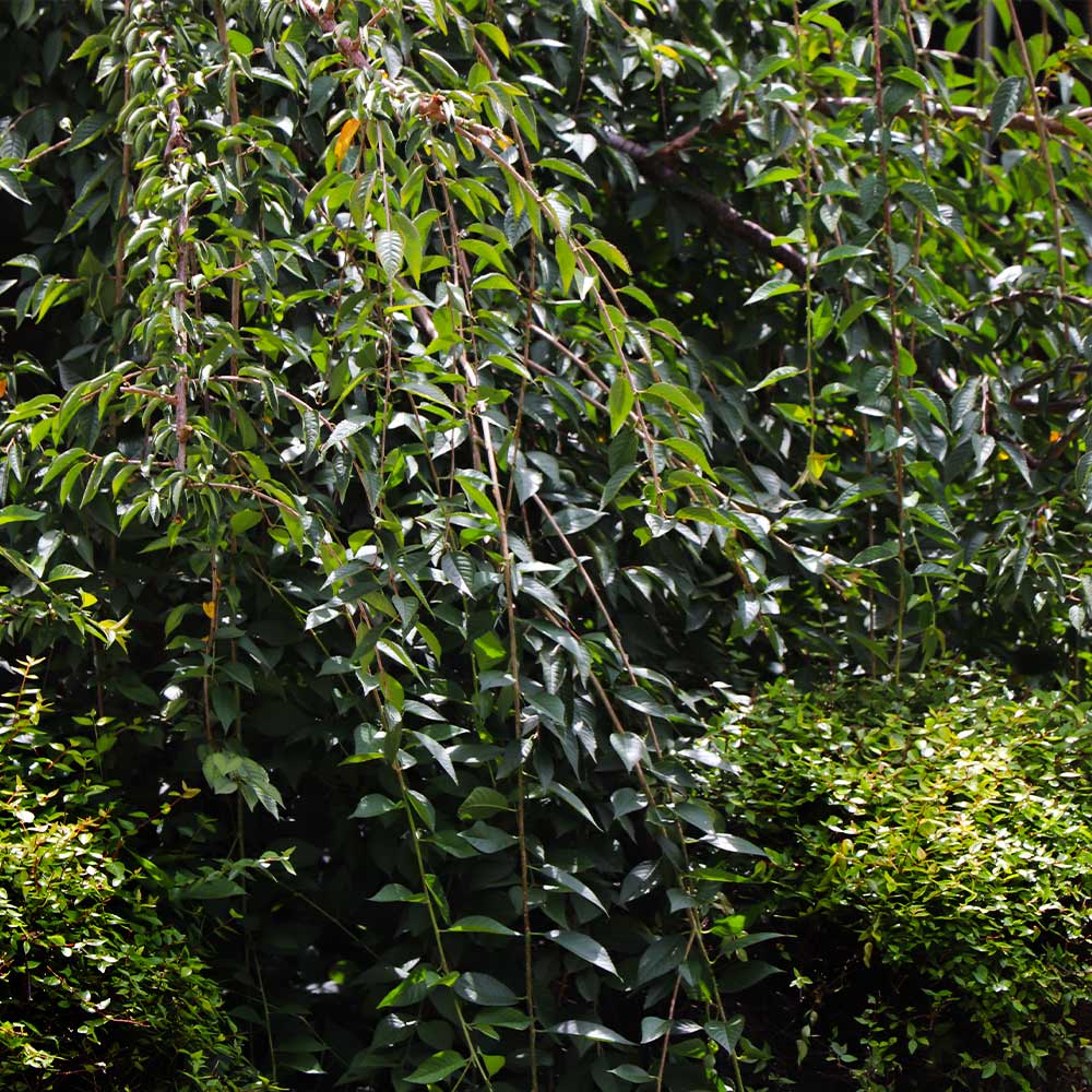 Weeping Yoshino Cherry Tree - Image 4