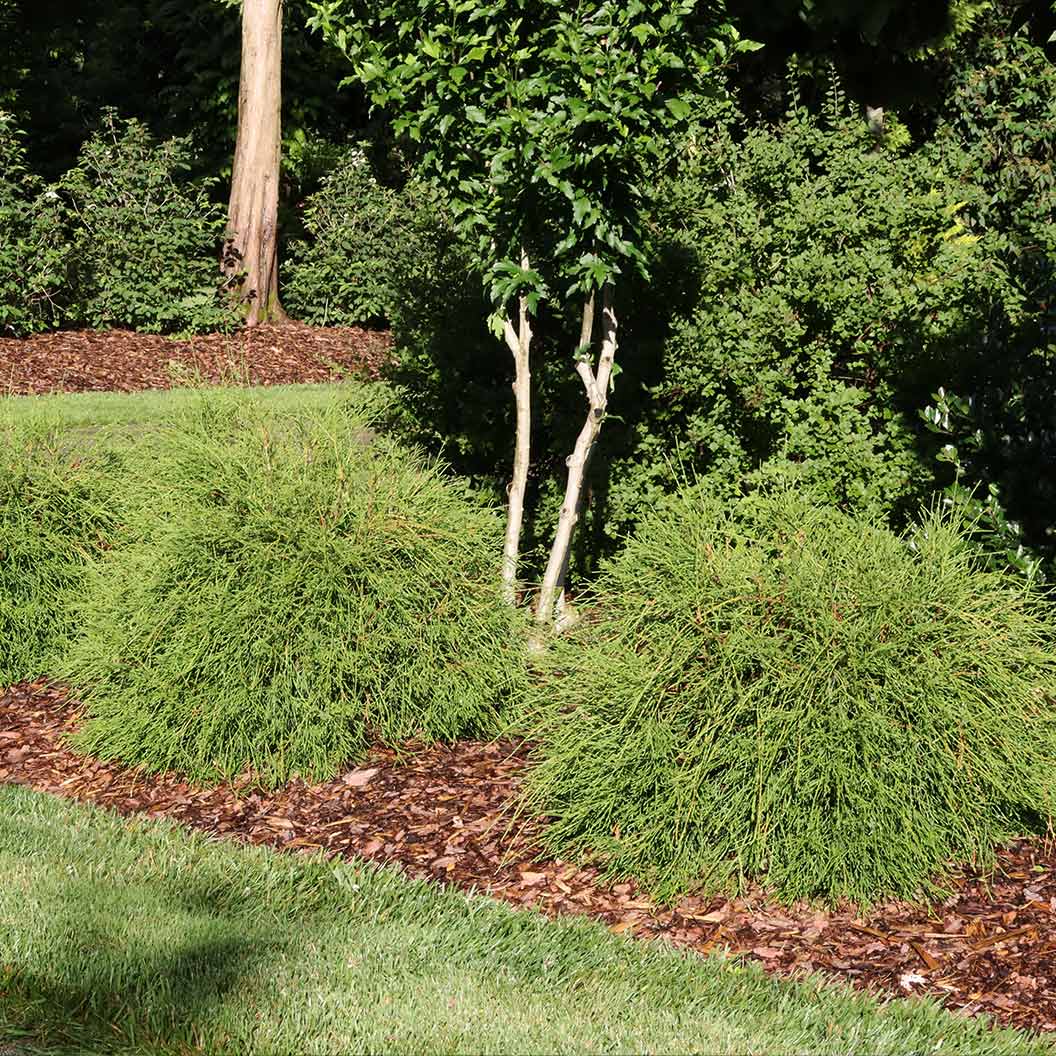 Proven Winners® Whip It Good® Arborvitae Shrub - Image 2