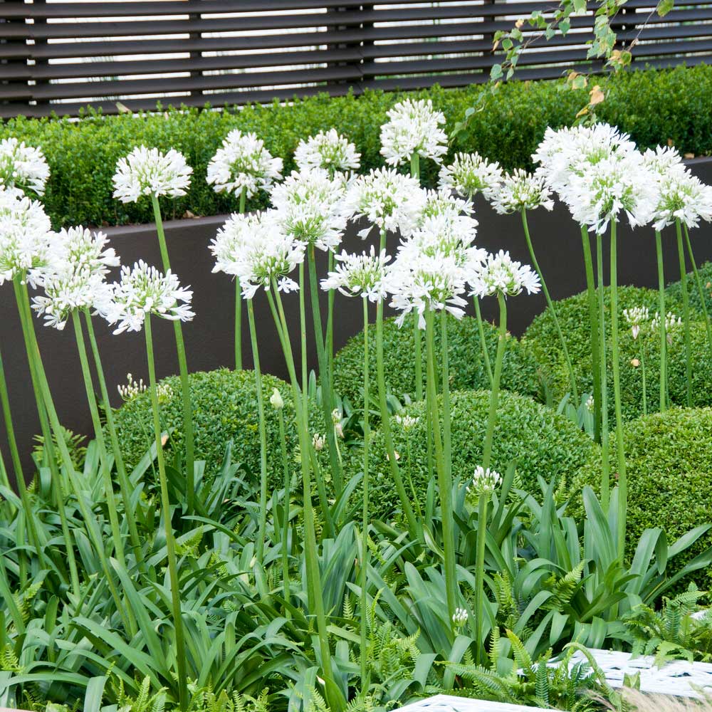White Agapanthus - Image 2