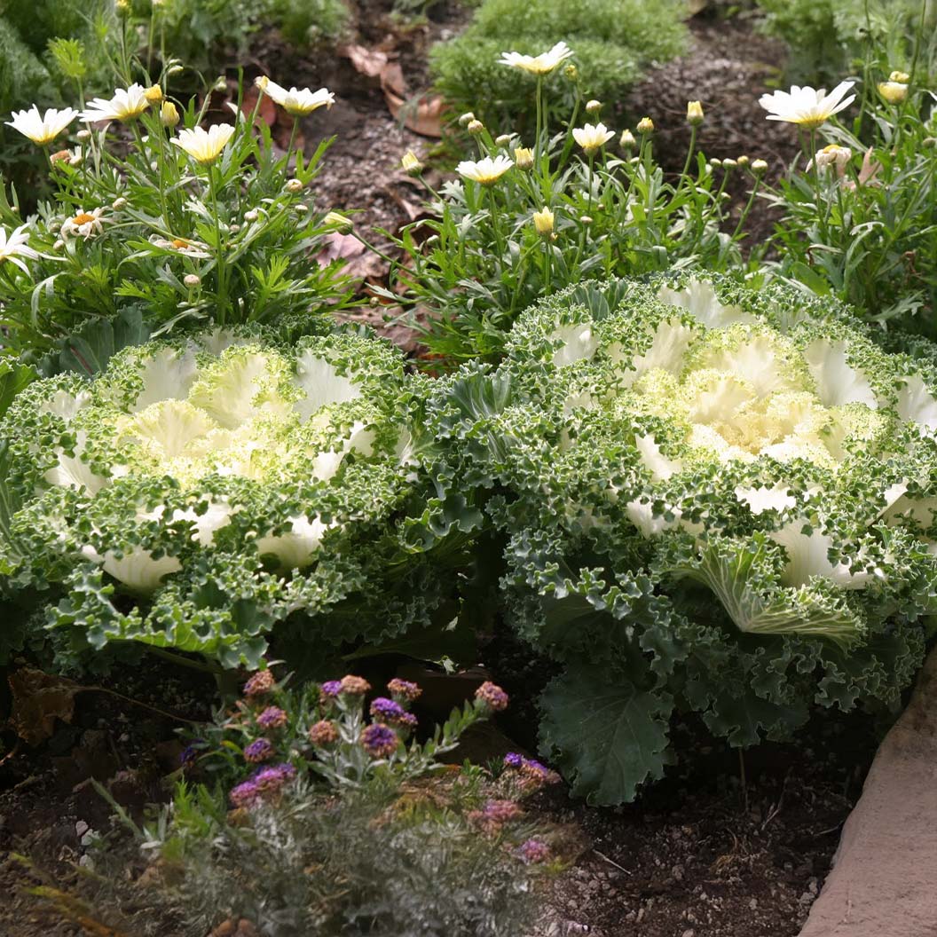 White Kamome Ornamental Kale - Image 2