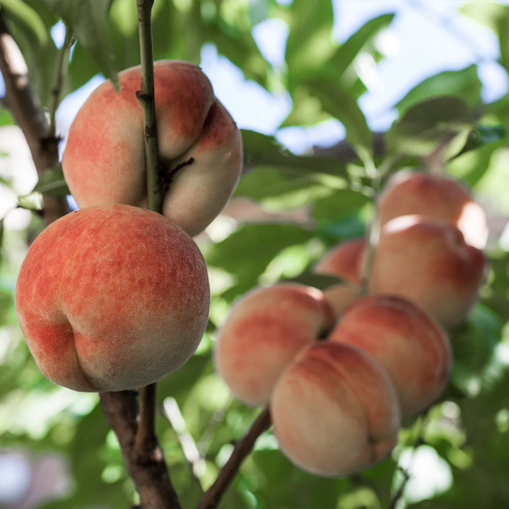White Lady Peach Tree - Image 3