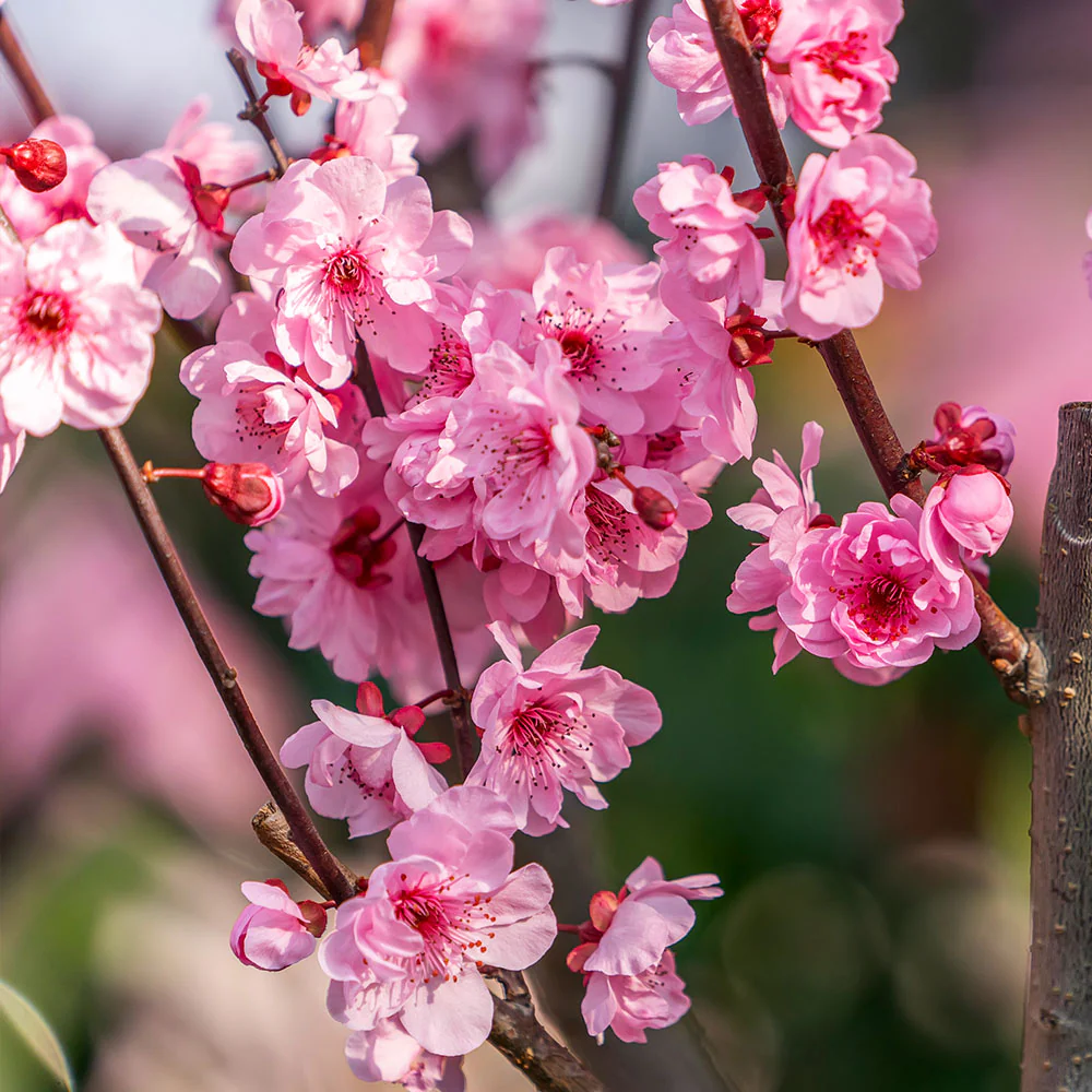 White Lady Peach Tree - Image 5