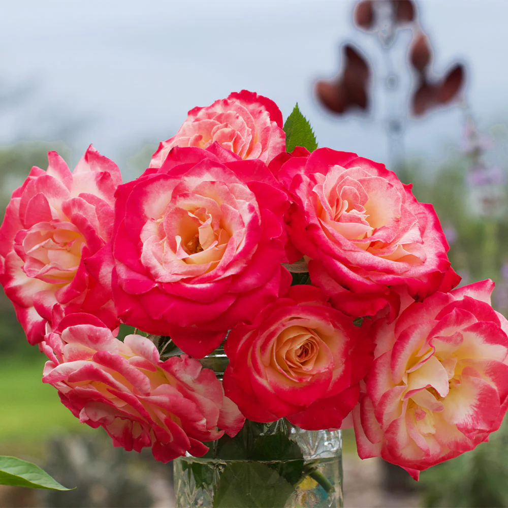 White Lies™ Rose Shrub - Image 3