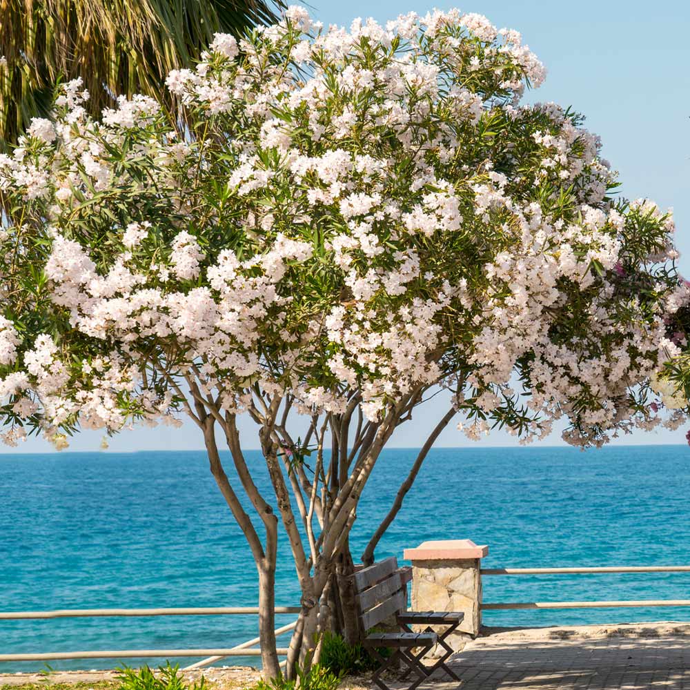 White Nerium Oleander Tree - Image 2
